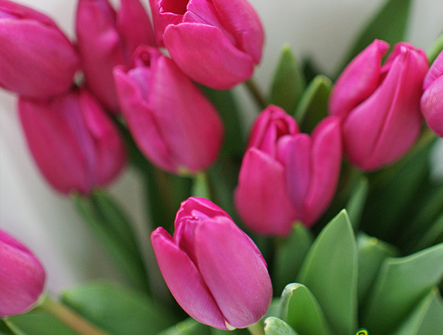 Букет из 15 тюльпанов цвета фуксии Фото